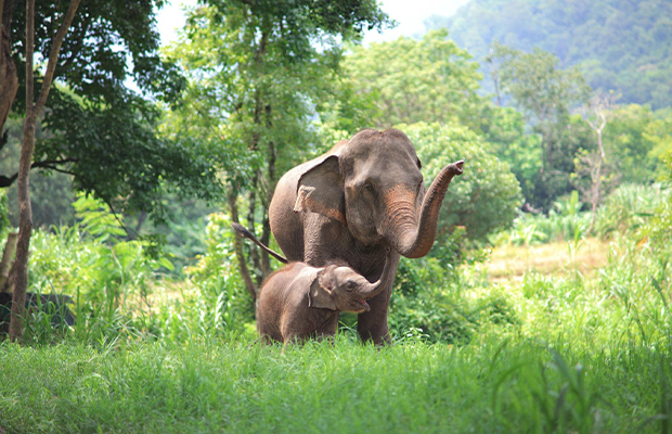 Thailand tour